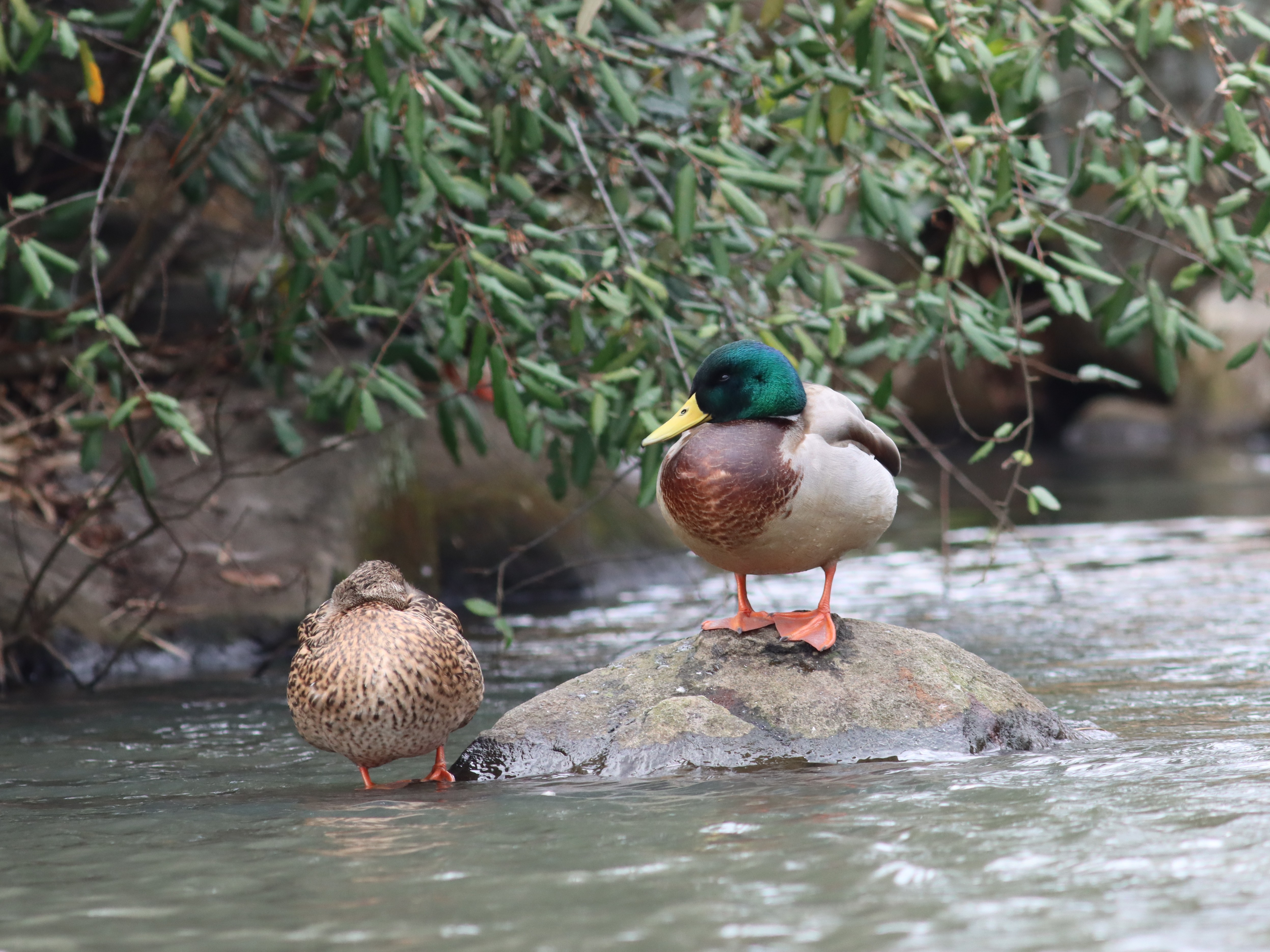 池のマガモ2